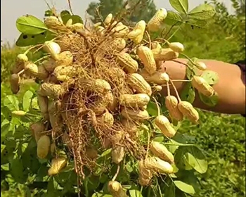 植物使用效果回訪(fǎng)